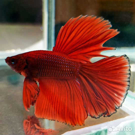 Рыбка петушок супердельта