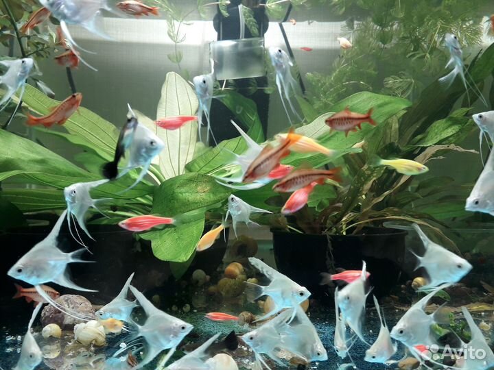 Аквариумные рыбки, улитки