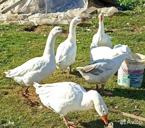 Продам гусей