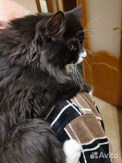 Маркиз де Кис-Кис ищет дом