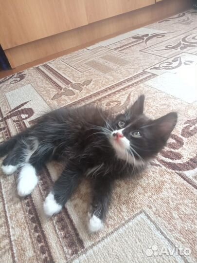 Котята в добрые руки бесплатно