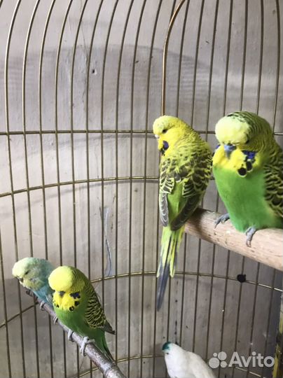 Попугаи венесуелы ввп чехи