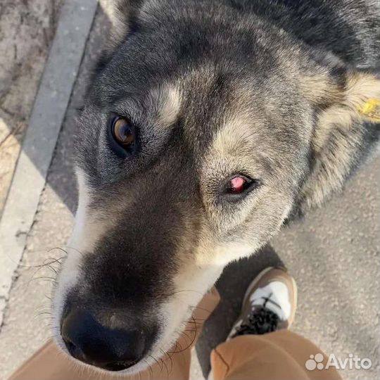 Собаке нужен дом