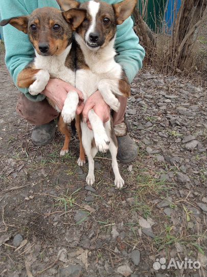 Маленькая собака