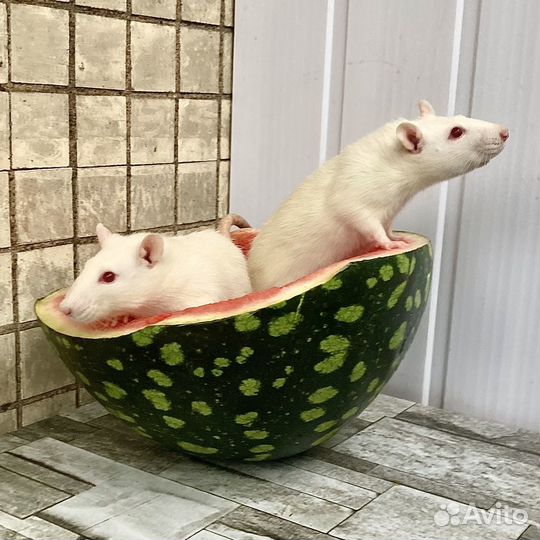 Белые Крысы 6мес