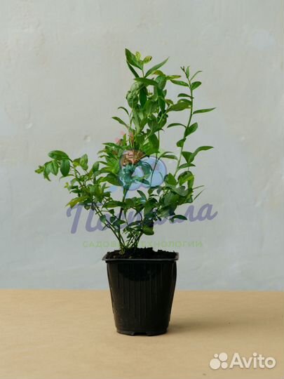 Саженцы голубики разных сортов