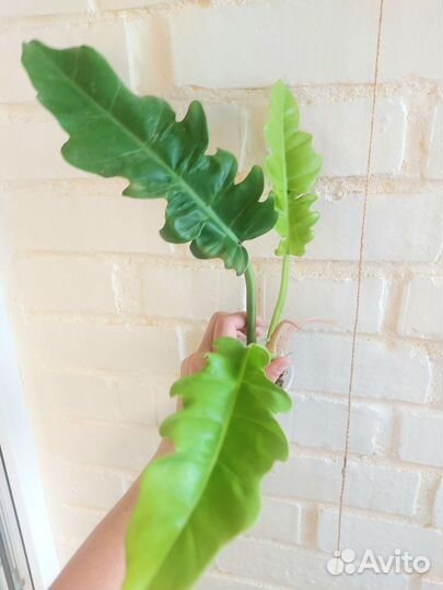 Филодендрон Golden Saw (Гольден Сав)