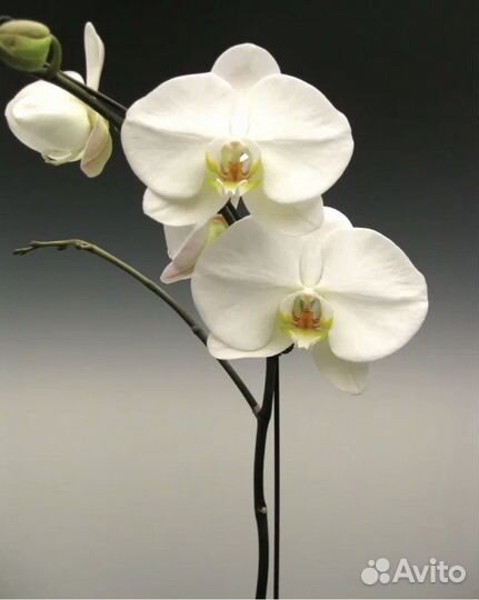 Орхидея дендробиум