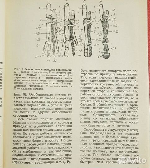 Домашний ветеринар, Петрухин