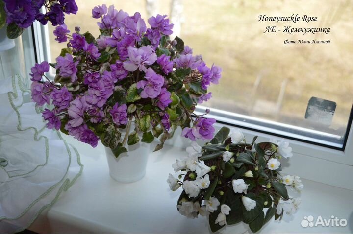 Свежесрезанные головы и черенки фиалок-трейлеров