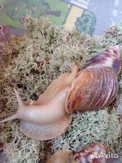 Улитки ахатины