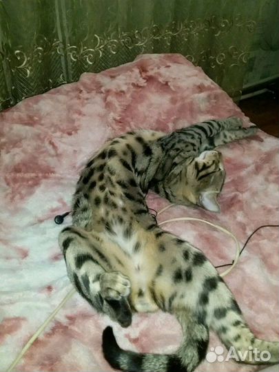 Бенгальская