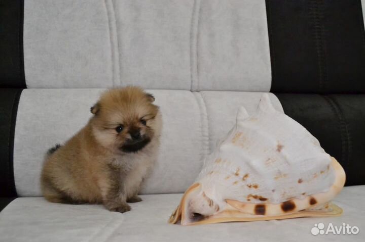 Щенки померанского шпица