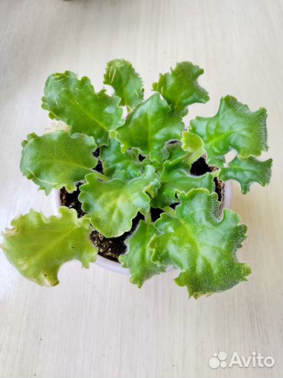 Фиалки сортовые