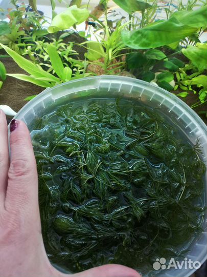 Растения, грунт