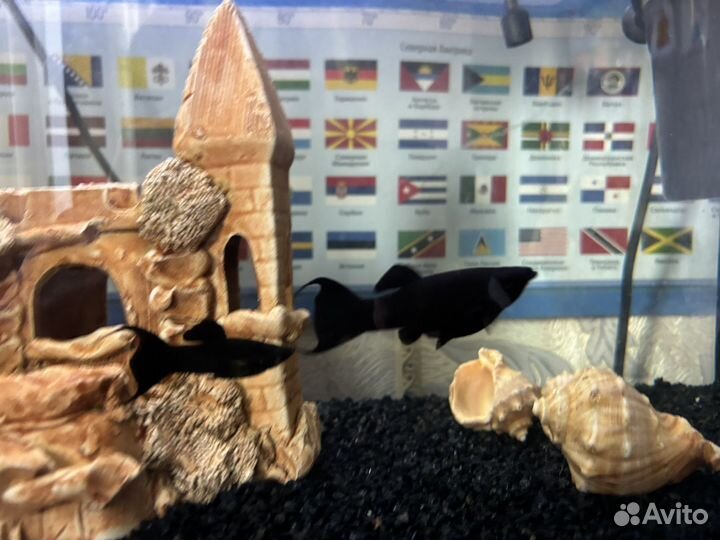 Аквариум с рыбками