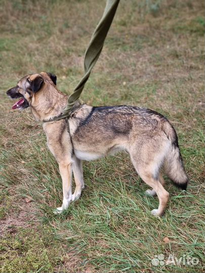 Собака Мира из приюта Некрасовка ищет дом