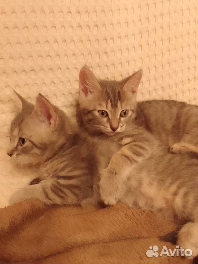 Отдам в добрые руки котят
