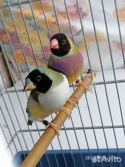 Амадины гульда