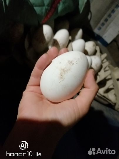 Продам гусиное инкубационное яйцо