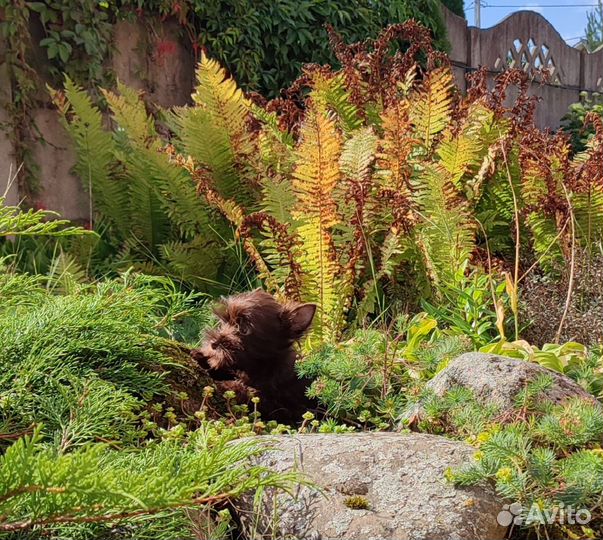 Шоколадный йорк