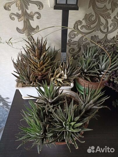 Комнатные цветы