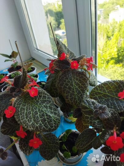 Комнатные цветы