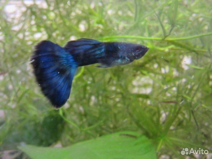 Гуппи(чистые линии), растения