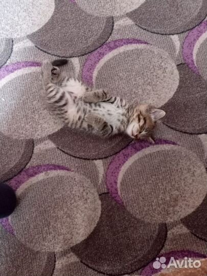 Кошка в дар бесплатно