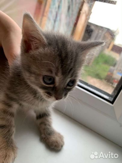 Кошка в дар бесплатно