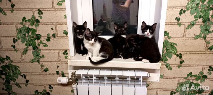 Котята в добрые руки