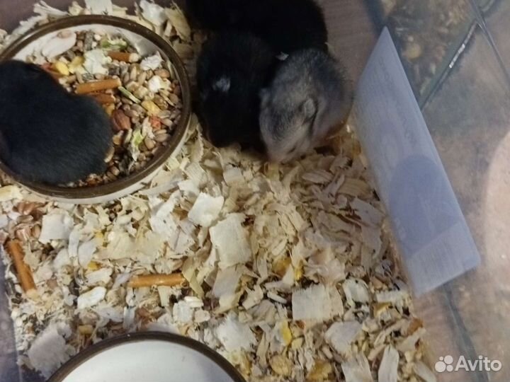 Сирийские хомяки малыши