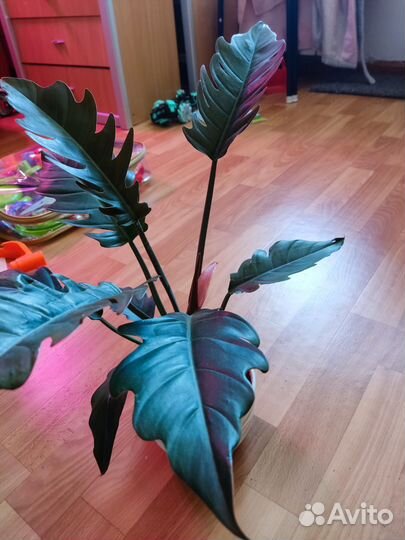 Филодендрон карамель плуто