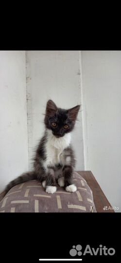 Кошечка в добрые руки