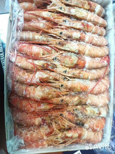 Лангустины L1 с головой