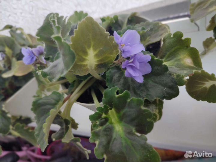 Фиалки цветущие в горшке