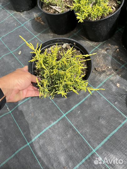 Можжевельник