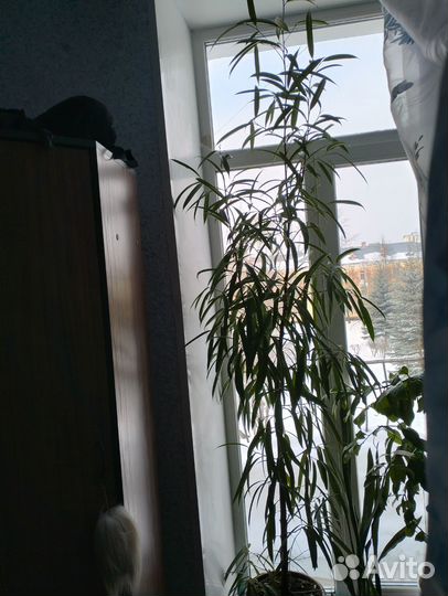 Фикус алибинендейка