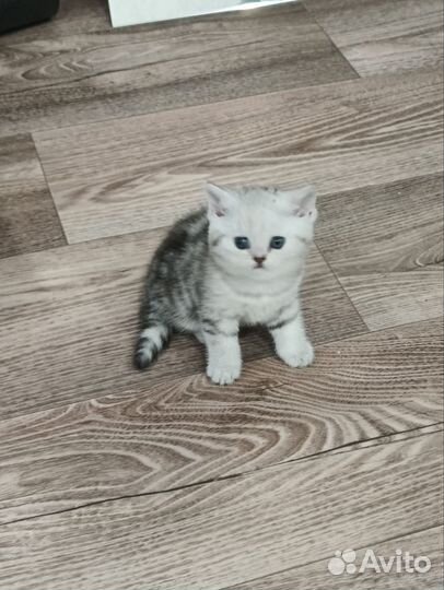 Британский котик