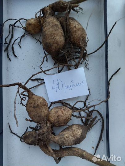 Георгины клубни жёлтый