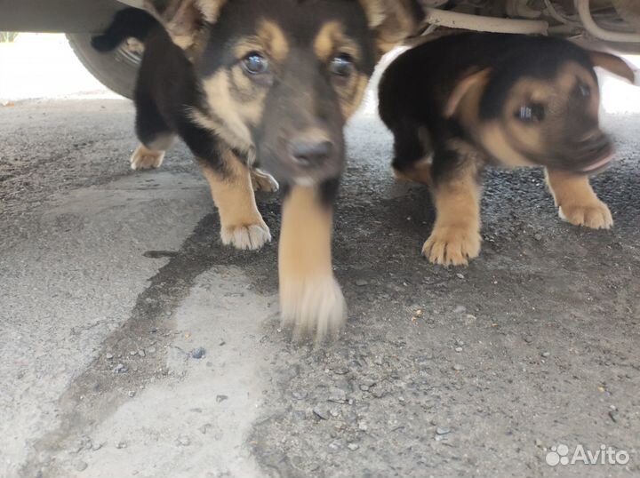 Щенки в добрые руки