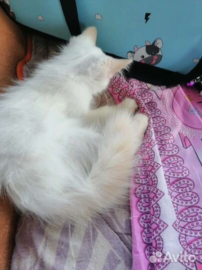 Мальчишки мишки