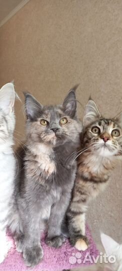 Котята Мейн Кун