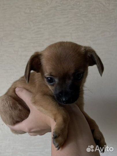 Той-терьер щенки