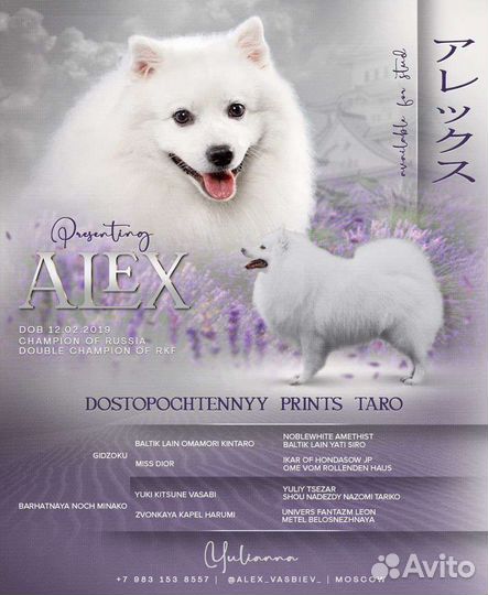 Японский шпиц «кобель» открыт для вязки)