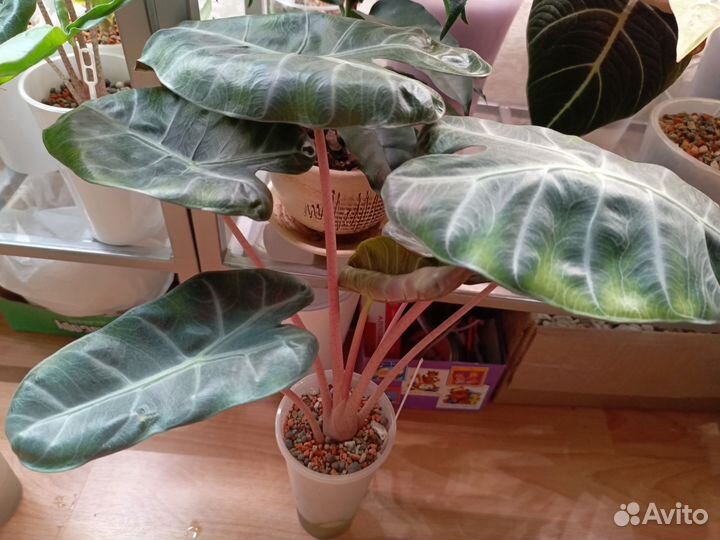 Алоказия пинк дракон