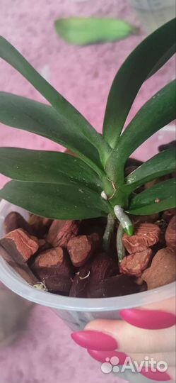 Орхидея Азия