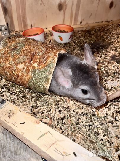 Шиншилла с витриной