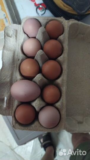 Домашние куриные яйца
