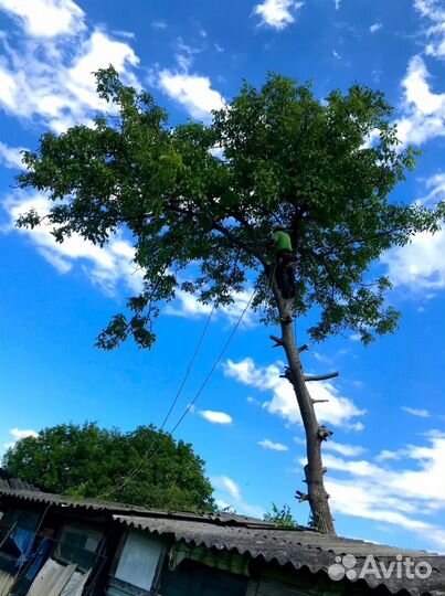 Спил деревьев